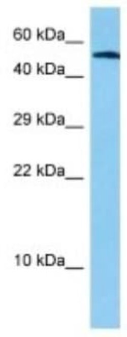 CDP/CUTL1 Rabbit anti-Mouse, Polyclonal, Novus Biologicals 100 &mu;g; Unconjugated:Antibodies,